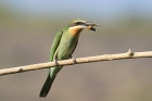 Madagascar Bee Eater by Mick Dryden