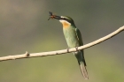 Madagascar Bee Eater by Mick Dryden Madagascar Bee Eater by Mick Dryden
