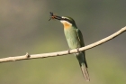 Madagascar Bee Eater by Mick Dryden