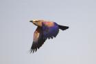 Purple Roller by Mick Dryden