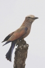 Purple Roller  by Mick Dryden