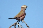 Purple Roller by Mick Dryden