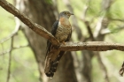 Red-chested Cuckoo by Mick Dryden