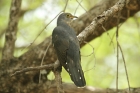 Red-chested Cuckoo by Mick Dryden