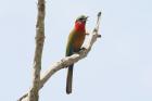 Red-throated Bee Eater by Mick Dryden Red-throated Bee Eater by Mick Dryden
