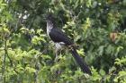 Levaillant's Cuckoo by Mick Dryden