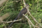 Striped Cuckoo by Mick Dryden Striped Cuckoo by Mick Dryden