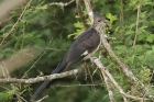 Striped Cuckoo by Mick Dryden