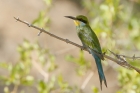 Swallowtailed Bee Eater by Mick Dryden