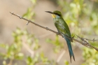 Swallowtailed Bee Eater by Mick Dryden Swallowtailed Bee Eater by Mick Dryden