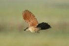 White browed Coucal by Mick Dryden