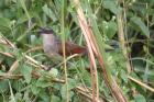 White-browed Coucal by Mick Dryden
