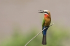 White fronted Bee Eater by Mick Dryden