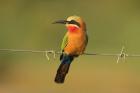 White-fronted Bee-eater by Mick Dryden