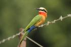 White-fronted Bee Eater by Mick Dryden