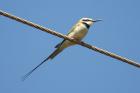 White-throated bee Eater by Mick Dryden