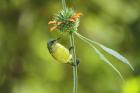 Collared Sunbird by Mick Dryden