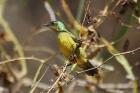 Collared Sunbird by Mick Dryden