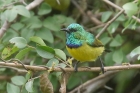 Collared Sunbird by Mick Dryden