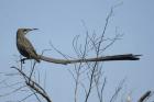 Cape Sugarbird by Mick Dryden