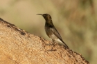 Dusky Sunbird by Mick Dryden