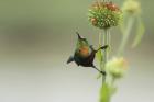Marico Sunbird by Mick Dryden Marico Sunbird by Mick Dryden