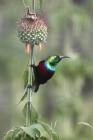 Marico Sunbird by Mick Dryden