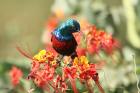 Red-chested Sunbird by Mick Dryden