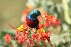 Red-chested Sunbird by Mick Dryden