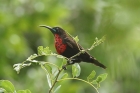 Scarlet chested Sunbird by Mick dryden