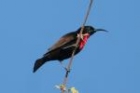 Scarlet-chested Sunbird by Mick Dryden