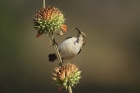 White-bellied Sunbird by Mick Dryden