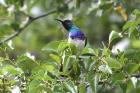 White-bellied Sunbird by Mick Dryden