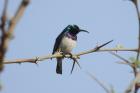 White-bellied Sunbird by Mick Dryden