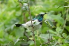 White bellied Sunbird by Mick Dryden