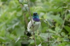 White bellied Sunbird by Mick Dryden