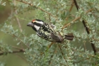 Acacia Pied Barbet by Mick Dryden