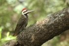 Bearded Woodpecker by Mick Dryden