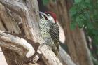 Bennett's Woodpecker by Mick Dryden