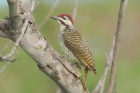 Bennetts Woodpecker by Mick Dryden