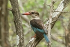 Brown hooded Kingfisher by Mick Dryden