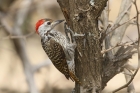 Cardinal Woodpecker by Mick Dryden