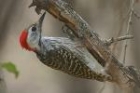 Cardinal Woodpecker by Mick Dryden