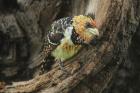 Crested Barbet by Mick Dryden
