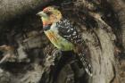 Crested Barbet by Mick Dryden Crested Barbet by Mick Dryden