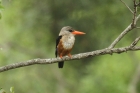 Grey-headed Kingfisher by Mick Dryden Grey-headed Kingfisher by Mick Dryden