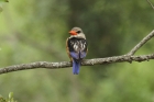 Grey-headed Kingfisher by Mick Dryden Grey-headed Kingfisher by Mick Dryden