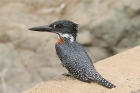 Giant Kingfisher by Mick Dryden