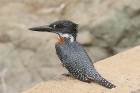 Giant Kingfisher by Mick Dryden Giant Kingfisher by Mick Dryden