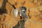 Giant Kingfisher by Mick Dryden